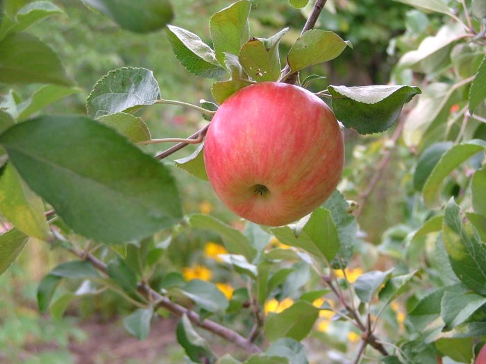nature, September, orchard 036